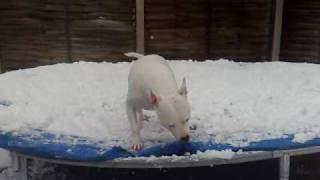 staffy jumping on trampoline