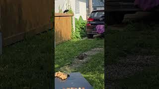 Careful crow and beautiful Beth #short #greysquirrels  #crow
