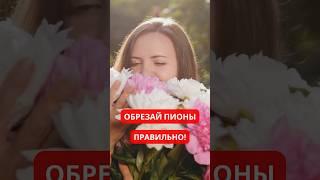 Лучшее время для обрезки пионов летом #клумба #сад