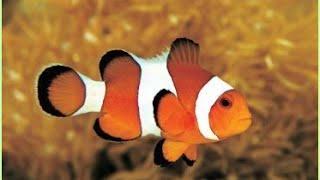 Как пользоваться программой Clownfish for Skype