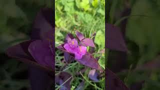 10/4/23 Morning Devotion. #jesus #jesuslovesyou #ilovejesus #jesuscares #bible #shortvideo #shorts