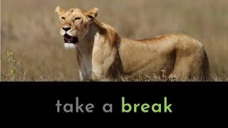 Lion hunts Warthog in Serengeti | take a break