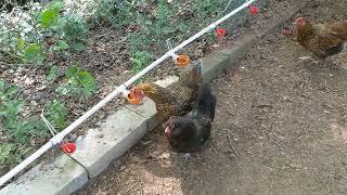 Lil Clucker Watering Cups 9 Month Review, Are They Worth The Price?