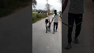 YATI GUNDA S/O YATI S/o Import Dulha BULLY KUTTA