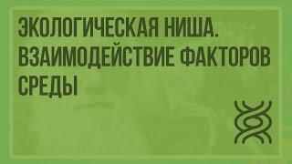 Экологическая ниша. Взаимодействие факторов среды. Видеоурок по биологии 11 класс