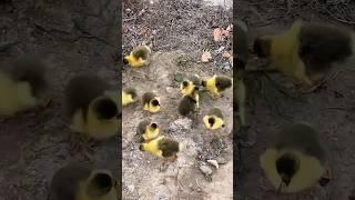 Украли гусят