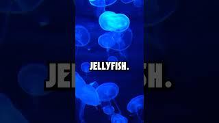 Immortal Jellyfish!? #scienceforkids #funfacts #seacreatures #fish