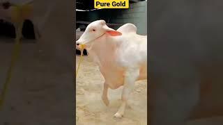 Golden Cow #shorts #500subs