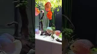 Stunning Discus Fish Live Aquatic Planted Freshwater Tank @sandy_discus | Falcon Aquarium Services