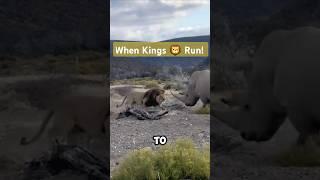 Rhino vs Lion – When the King Bows Down!  #shorts #viralvideo