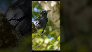 Photographing the American Crow #birdspecies #wildlife #photography #northcarolina