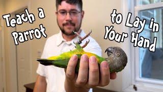 How to Teach a Parrot to Lay on Their Back in Your Hand!