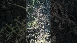 Dryland sorghum sprouting #nature