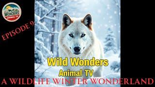 A Winter Wildlife Wonderland - Wild Wonders Animal TV