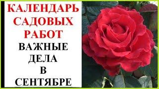 Что нужно не забыть сделать в саду и огороде в сентябре