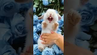 Adorable Rabbit  Loves to Laugh While Being Petted Part 2 #cuterabbit #aigenerated #cutepet