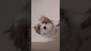 Morning cuddles be like  shihtzu dog puppy #shihtzu #dog