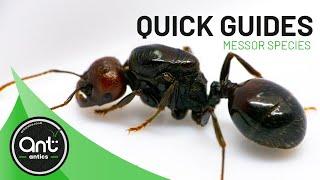 Quick Look Guide | Messor Species (Harvester Ants)