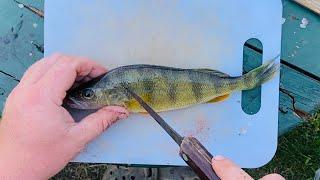 How to Fillet Yellow Perch!! - QUICK and EASY