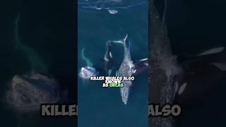 The Apex Predators of the Seas: Killer Whales Hunting the World's Largest Whales