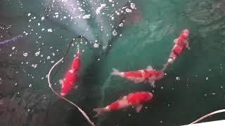 Yamamatsu Koi Farm - Koi Ichi Ban