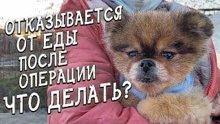 Спасение животных/ Бася вернулась в приют/ Релокация двух кошек