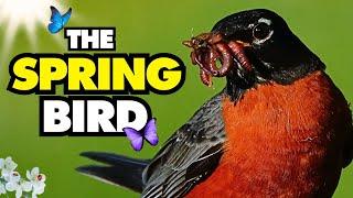 Why are American Robins So Deeply Connected to Spring?