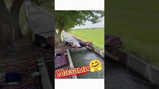 Мазала лекин Окамизга табиат куйнида далада майин шабодда #shamshod_tv #musofir #obunaboling #rek 