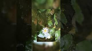 water Lily Noora creation......