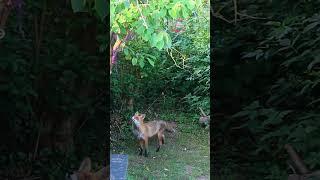 Freddie the  small Fox visit this morning #ouranimal #wildlife #fox #nature #animals