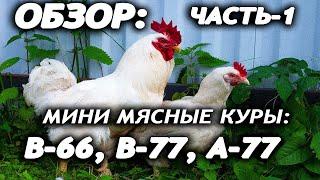 ЧАСТЬ -1. МИНИ МЯСНЫЕ КУРЫ. В-66, В-77, А-77. ИСТОРИЯ, СОДЕРЖАНИЕ, ХАРАКТЕРИСТИКИ.