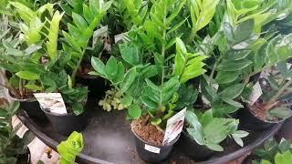 Random Visit to a Garden Centre NZ