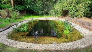 Natural Swimming Pond / Pool Build 2023