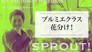 【SPROUT!】プルミエクラス　花分けLIVE