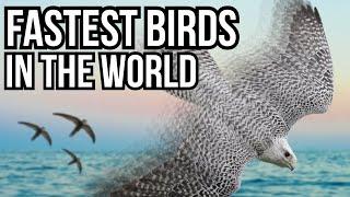 5 Of The Fastest Birds In The World