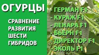 Огурец. Сравнение развития гибридов Ленара, Бьёрн, Кураж, Герман, Директор, Эколь на 20 июня 2021.