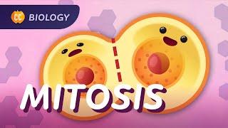 Mitosis & the Cell Cycle: How Cells Clone Themselves: Crash Course Biology #29