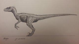 How to draw a male velociraptor part 1