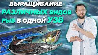 Стоит ли ВЫРАЩИВАТЬ НЕСКОЛЬКО видов РЫБ в одной СИСТЕМЕ УЗВ? | Бизнес идеи