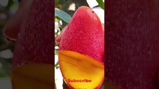 Enjoy Beautiful Nature With Rural Life # 163 amazing fruit cutting Skills #shorts #farming #fruit