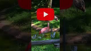 StoryTime Zoo De La Flèche !!! #photographie #youtube #shorts #photography #video