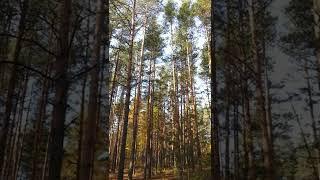 Крики летящих гусей в сосновом бору