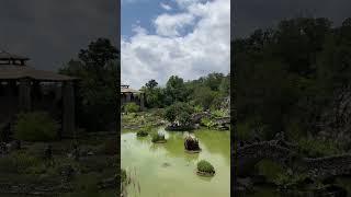 Immerse Yourself in Nature's Haven / The Captivating Japanese Tea Garden in San Antonio / Texas