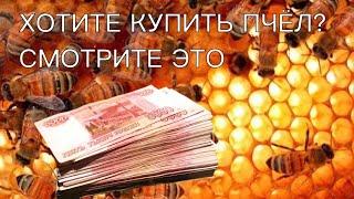 ХОТИТЕ КУПИТЬ ПЧЁЛ? СМОТРИТЕ ЭТО