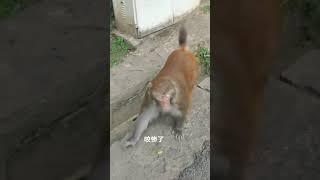 Monkey animal world  #100