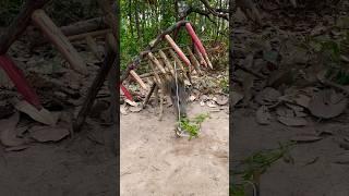 Easy Wild Pig trap Make From Wood #shortvideo #animals #primitivecamping