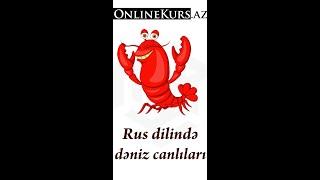 Rus dilində dəniz canlıları