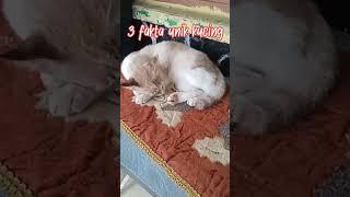 3 fakta unik kucing #cat #pecintakucingkampung #kucinglucu #cat #catlover #shortvideo #shorts