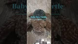 CROCHET BABY SEA TURTLE #marketprep #amigurumi