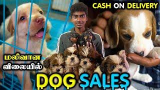 DOG SALES || ALL PUPPYS SALES || CASH ON DELIVERY || Cheapest Prize || ALL PUPPYS SALES
